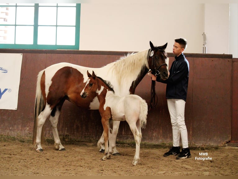 Lewitzer Merrie veulen (05/2024) Gevlekt-paard in Ludwigslust