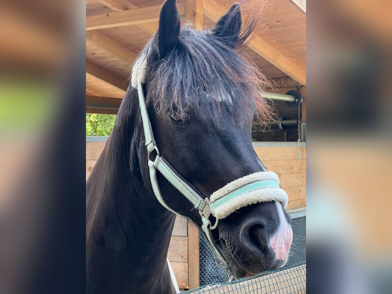 Lewitzer Ruin 10 Jaar 139 cm Gevlekt-paard in Bielefeld