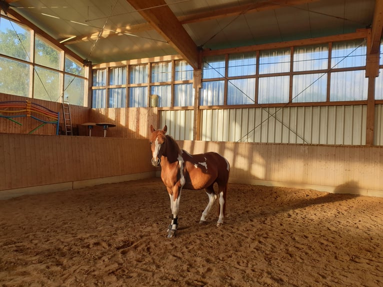 Lewitzer Ruin 10 Jaar 145 cm Gevlekt-paard in Lockstedt