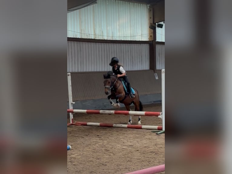 Lewitzer Ruin 11 Jaar 120 cm Gevlekt-paard in Kiel