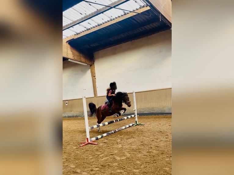 Lewitzer Ruin 11 Jaar 120 cm Gevlekt-paard in Kiel