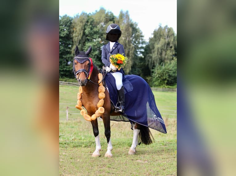 Lewitzer Ruin 11 Jaar 120 cm Gevlekt-paard in Kiel