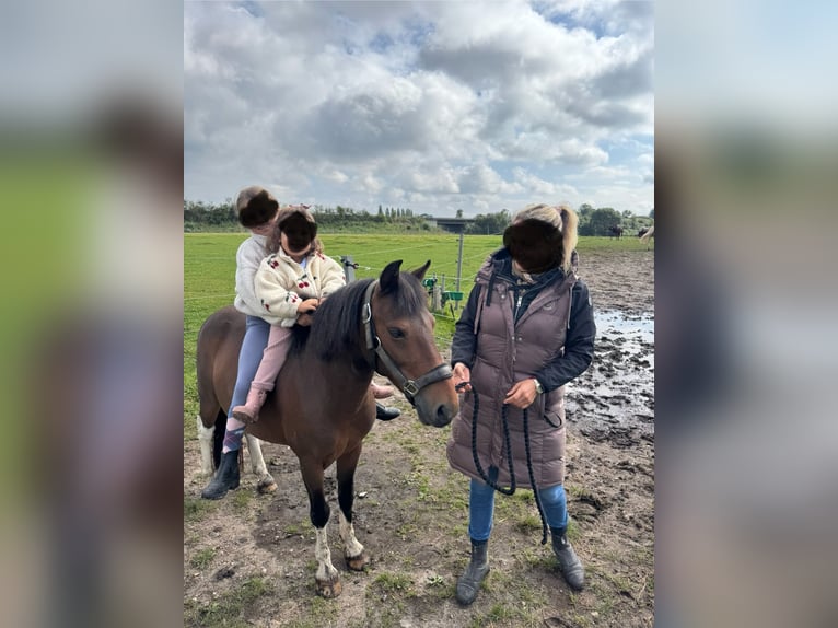 Lewitzer Ruin 11 Jaar 120 cm Gevlekt-paard in Kiel