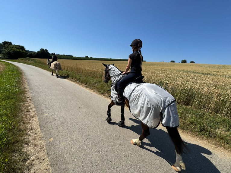 Lewitzer Ruin 11 Jaar 145 cm Bruin in Wolnzach