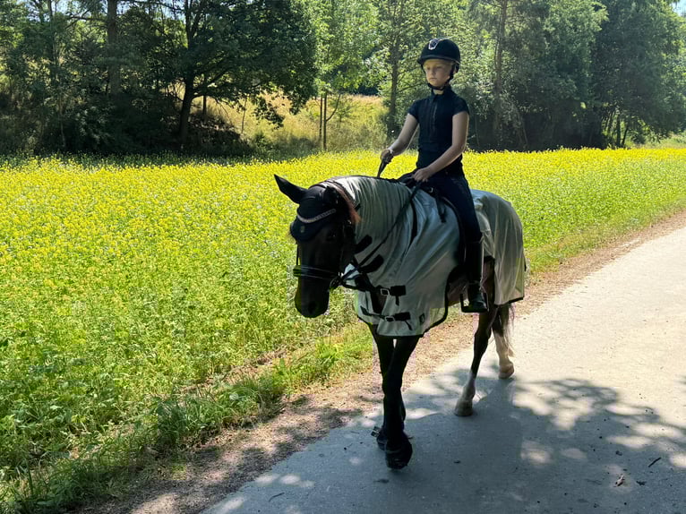 Lewitzer Ruin 11 Jaar 145 cm Bruin in Wolnzach