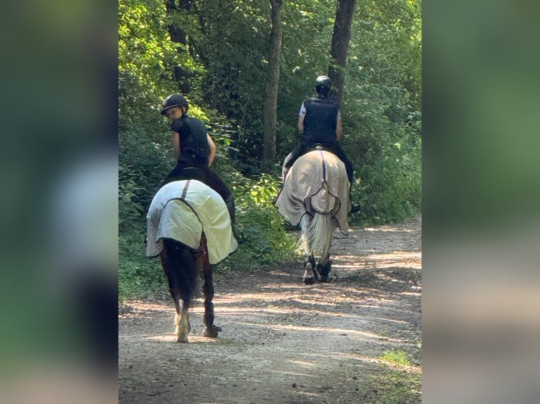 Lewitzer Ruin 11 Jaar 145 cm Bruin in Wolnzach