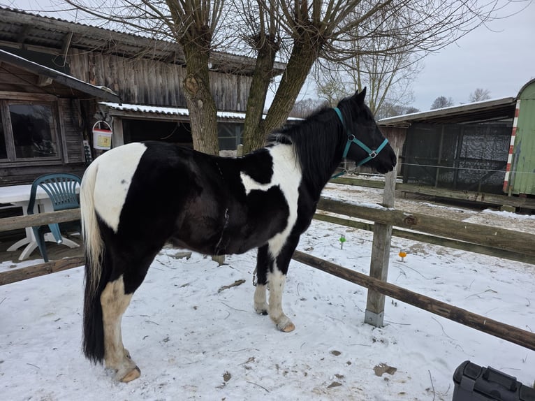 Lewitzer Mix Ruin 11 Jaar 145 cm Gevlekt-paard in Hanstedt I