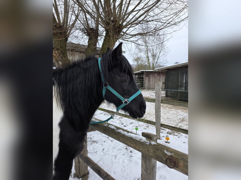 Lewitzer Mix Ruin 11 Jaar 145 cm Gevlekt-paard in Hanstedt I