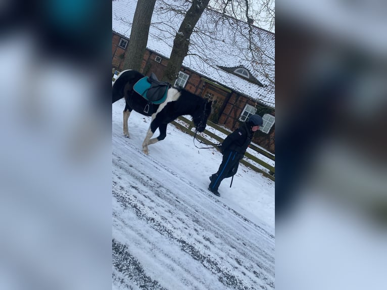 Lewitzer Mix Ruin 11 Jaar 145 cm Gevlekt-paard in Hanstedt I