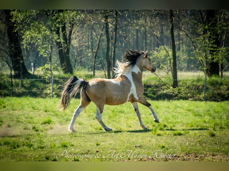 Lewitzer Ruin 12 Jaar 155 cm Buckskin in Senftenberg