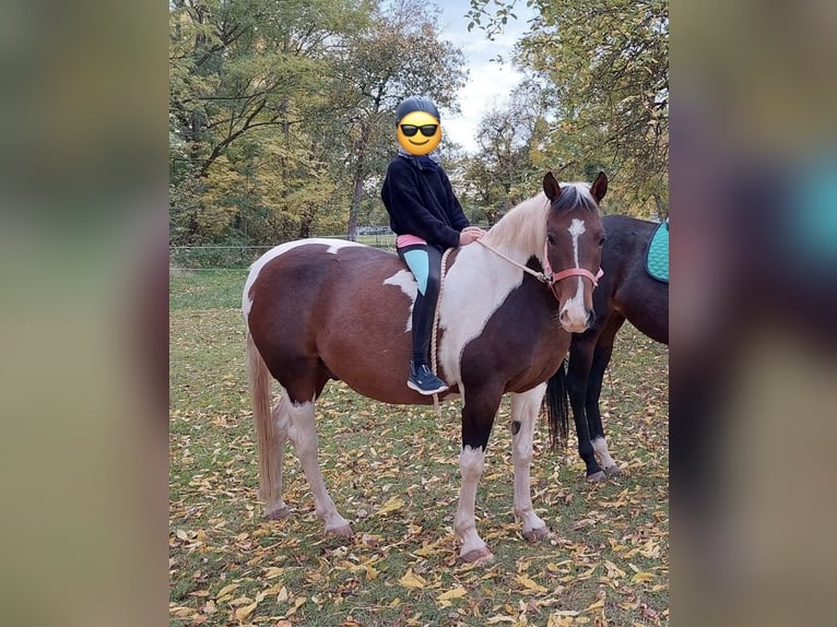Lewitzer Ruin 13 Jaar 152 cm Gevlekt-paard in Uthleben