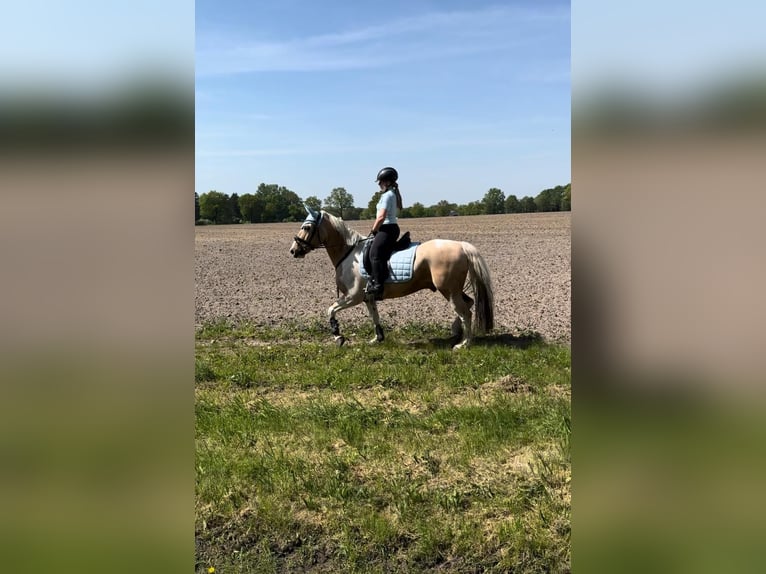 Lewitzer Ruin 14 Jaar 148 cm Gevlekt-paard in Steinhagen