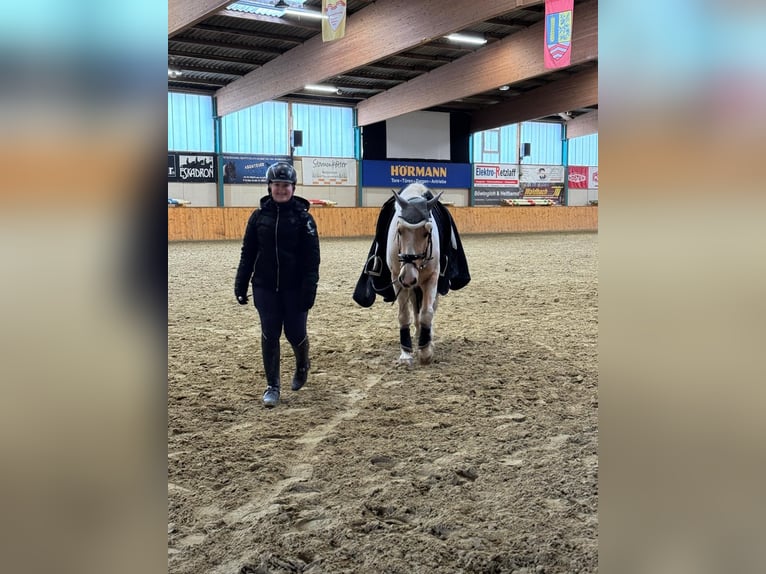 Lewitzer Ruin 14 Jaar 148 cm Gevlekt-paard in Steinhagen