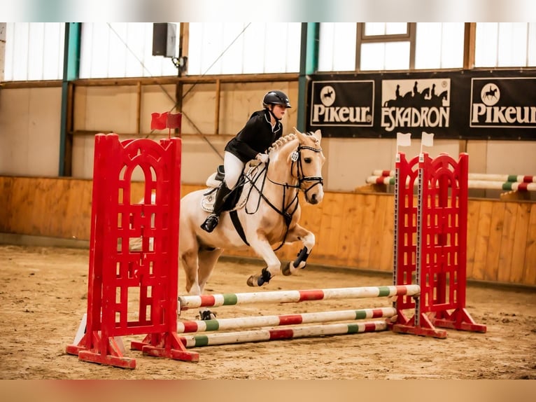 Lewitzer Ruin 14 Jaar 148 cm Gevlekt-paard in Steinhagen