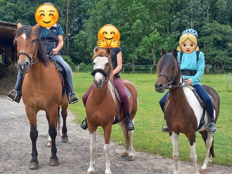 Lewitzer Ruin 15 Jaar 129 cm Gevlekt-paard in Rostock