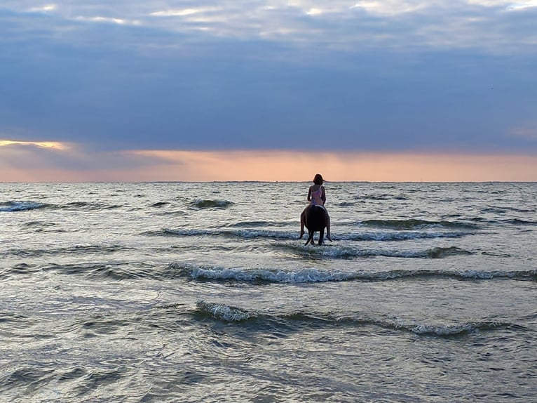 Lewitzer Ruin 15 Jaar 129 cm Gevlekt-paard in Rostock