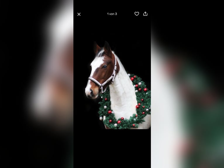 Lewitzer Mix Ruin 15 Jaar 143 cm Gevlekt-paard in Geldern