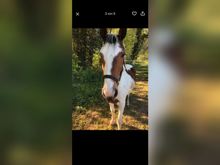 Lewitzer Mix Ruin 15 Jaar 143 cm Gevlekt-paard in Geldern