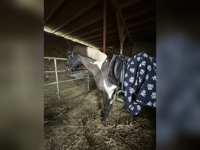 Lewitzer Ruin 15 Jaar 148 cm Gevlekt-paard in Burg
