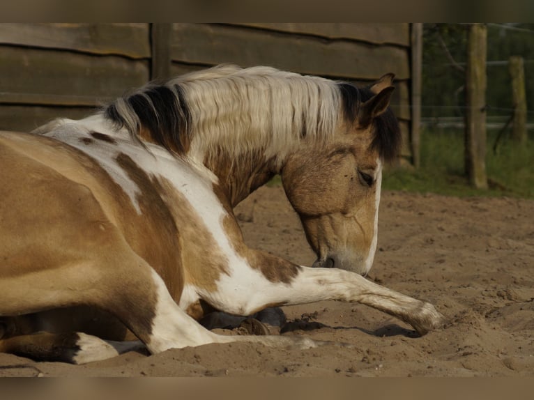 Lewitzer Mix Ruin 16 Jaar 150 cm Gevlekt-paard in Putlitz