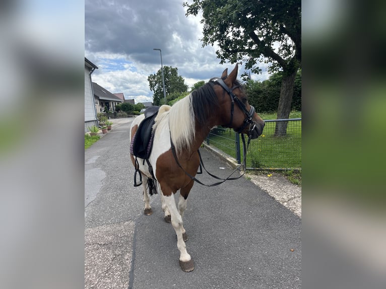 Lewitzer Ruin 17 Jaar 137 cm Gevlekt-paard in Kall