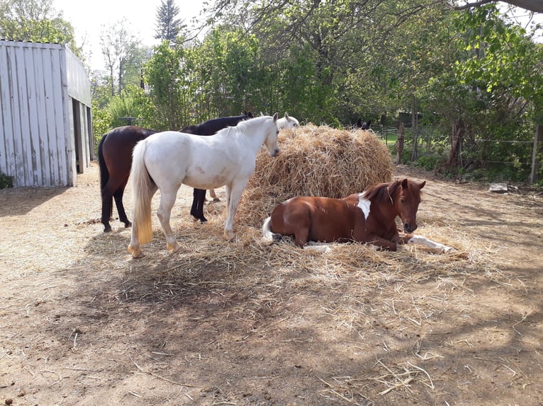 Lewitzer Mix Ruin 17 Jaar 137 cm Gevlekt-paard in Oelsnitz