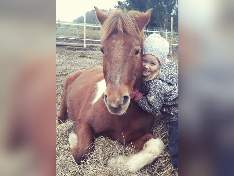 Lewitzer Mix Ruin 17 Jaar 137 cm Gevlekt-paard in Oelsnitz