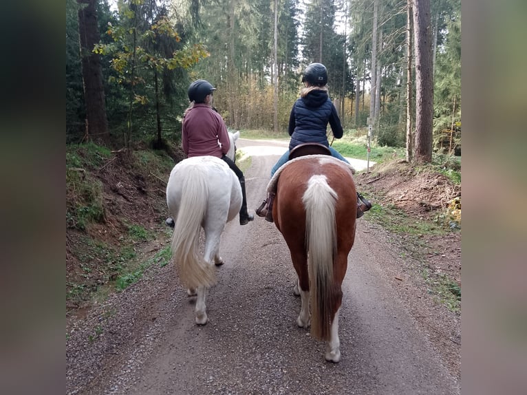 Lewitzer Mix Ruin 17 Jaar 137 cm Gevlekt-paard in Oelsnitz