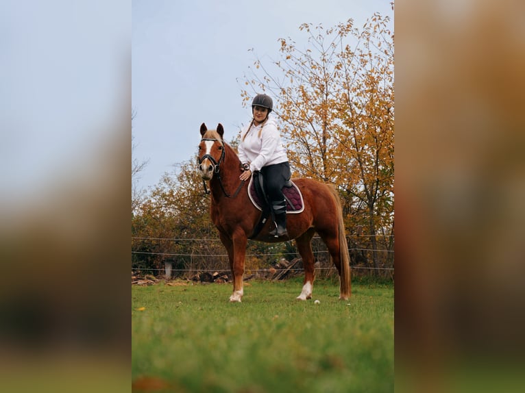Lewitzer Ruin 17 Jaar 140 cm Vos in Malsch