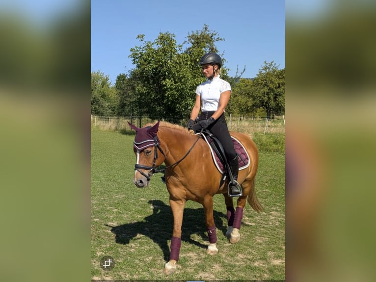 Lewitzer Ruin 17 Jaar 140 cm Vos in Malsch