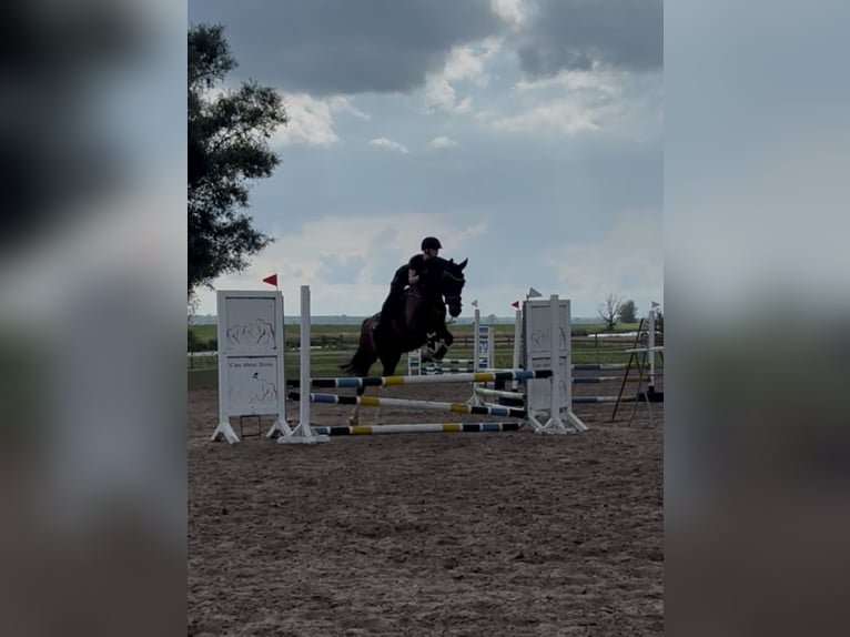 Lewitzer Mix Ruin 18 Jaar 158 cm Zwart in Ludwigslust