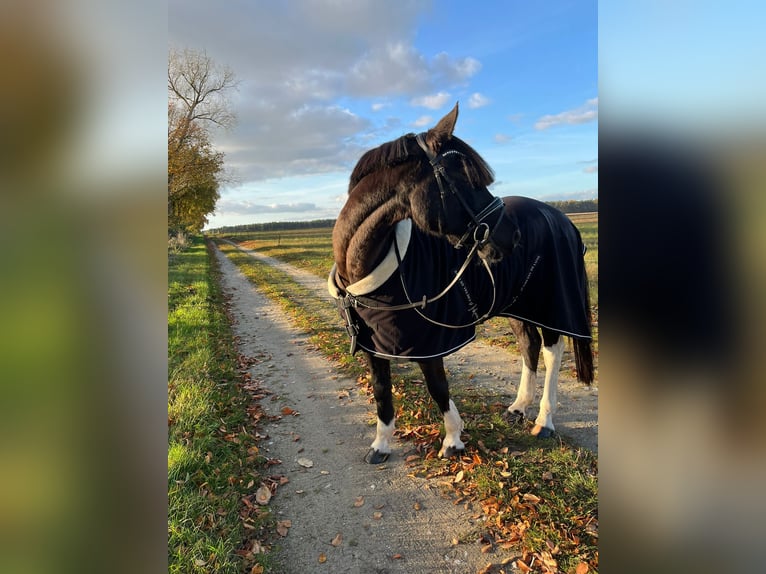 Lewitzer Mix Ruin 18 Jaar 158 cm Zwart in Ludwigslust