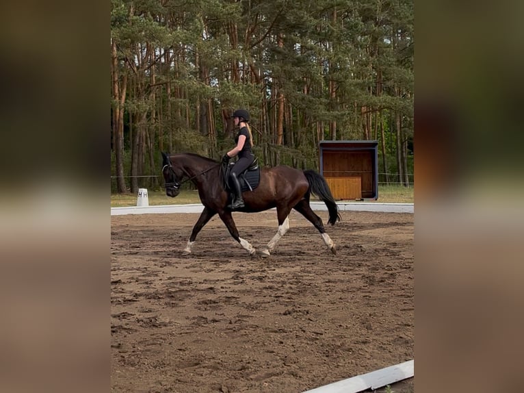 Lewitzer Mix Ruin 18 Jaar 158 cm Zwart in Ludwigslust