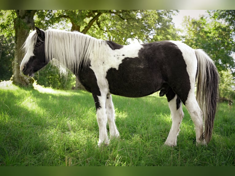 Lewitzer Ruin 19 Jaar 138 cm Gevlekt-paard in Calw