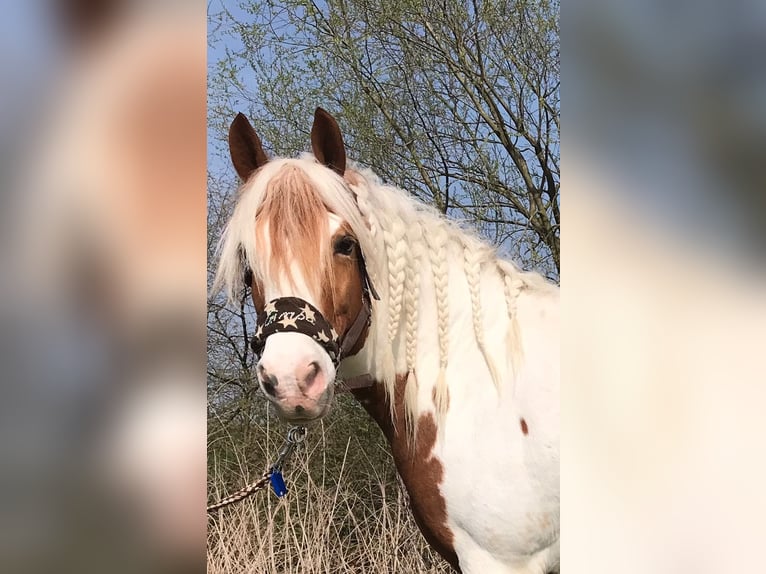 Lewitzer Ruin 20 Jaar 143 cm Tobiano-alle-kleuren in Werl
