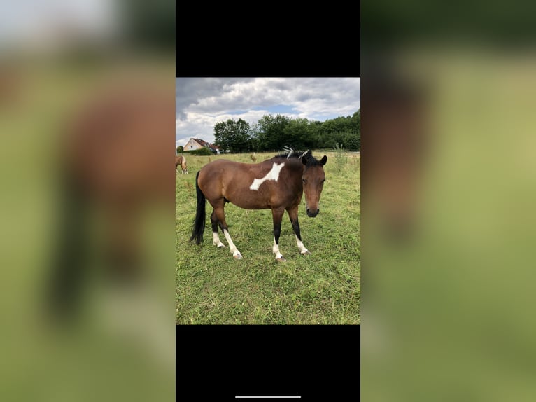 Lewitzer Ruin 20 Jaar 145 cm Gevlekt-paard in Regenstauf