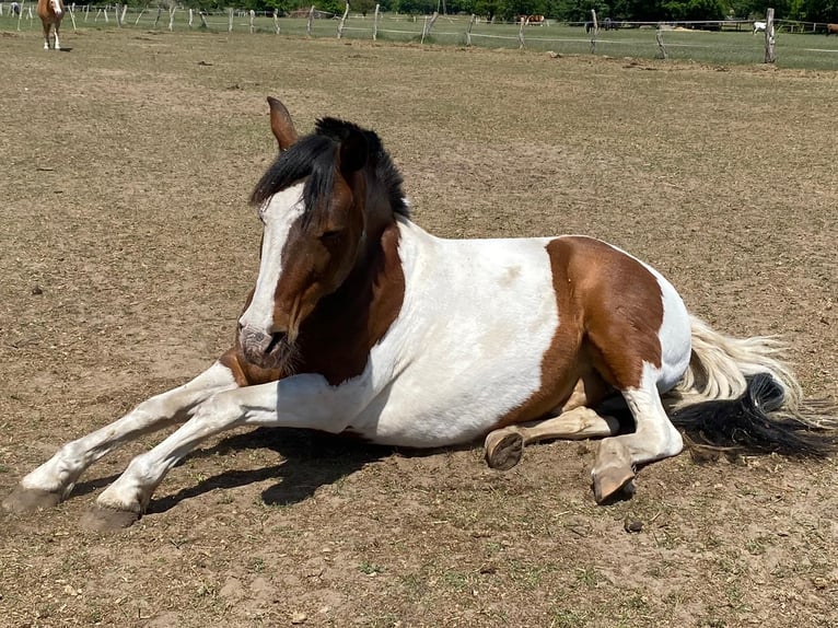 Lewitzer Mix Ruin 20 Jaar 150 cm Gevlekt-paard in Gnarrenburg