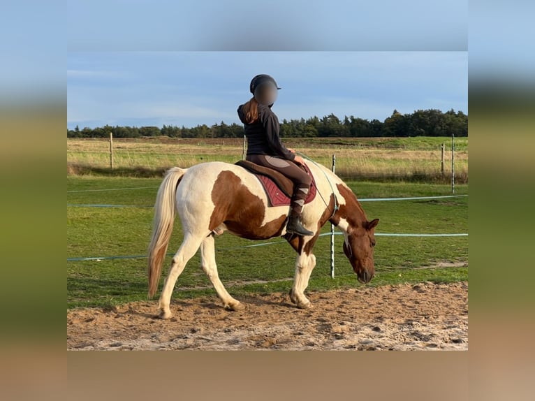 Lewitzer Ruin 23 Jaar 145 cm Gevlekt-paard in Sch&#xF6;nwalde-Glien
