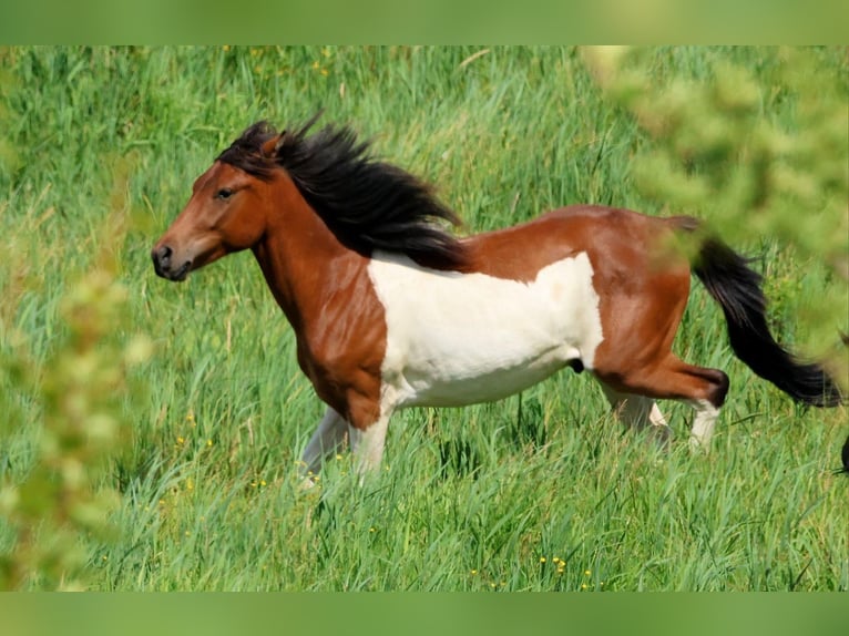 Lewitzer Mix Ruin 2 Jaar 139 cm Gevlekt-paard in L&#xF6;wenberger Land