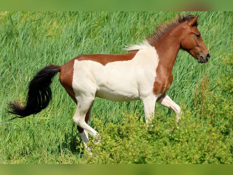 Lewitzer Mix Ruin 2 Jaar 139 cm Gevlekt-paard in L&#xF6;wenberger Land
