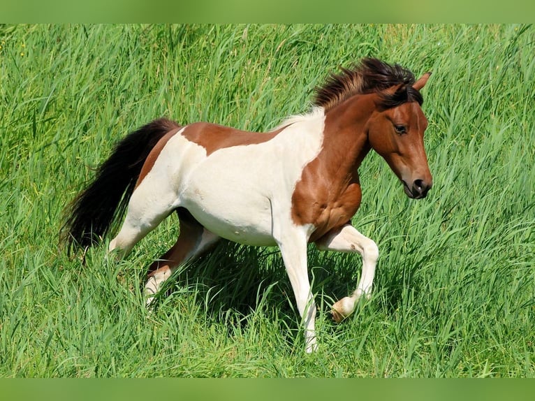 Lewitzer Mix Ruin 2 Jaar 139 cm Gevlekt-paard in L&#xF6;wenberger Land
