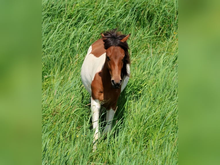 Lewitzer Mix Ruin 2 Jaar 139 cm Gevlekt-paard in L&#xF6;wenberger Land