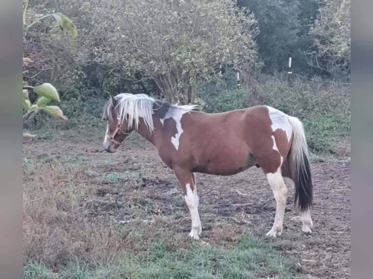 Lewitzer Ruin 2 Jaar 142 cm Gevlekt-paard in Uckerland