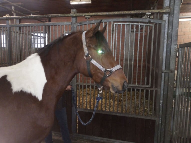 Lewitzer Ruin 2 Jaar 143 cm Gevlekt-paard in Kirchheim