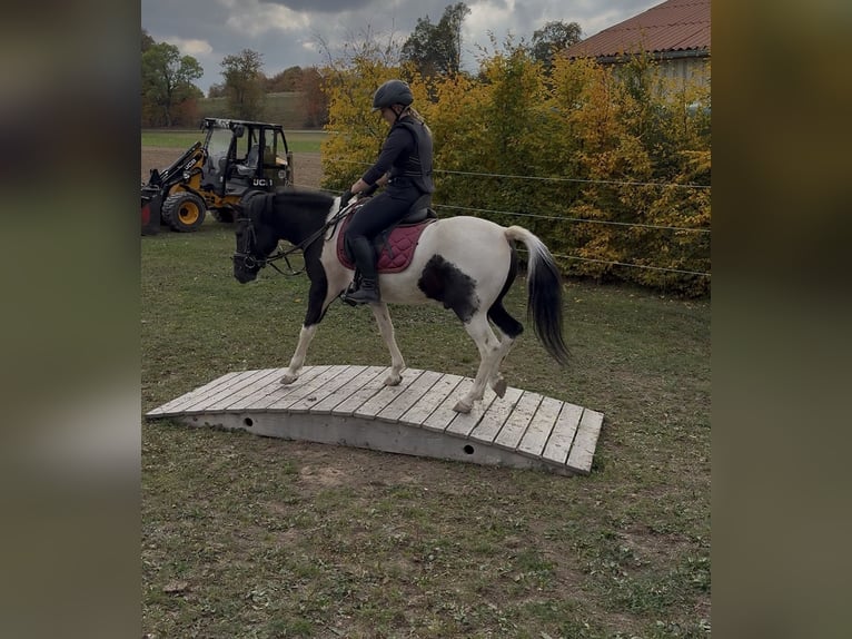 Lewitzer Mix Ruin 3 Jaar 136 cm Gevlekt-paard in Westerheim