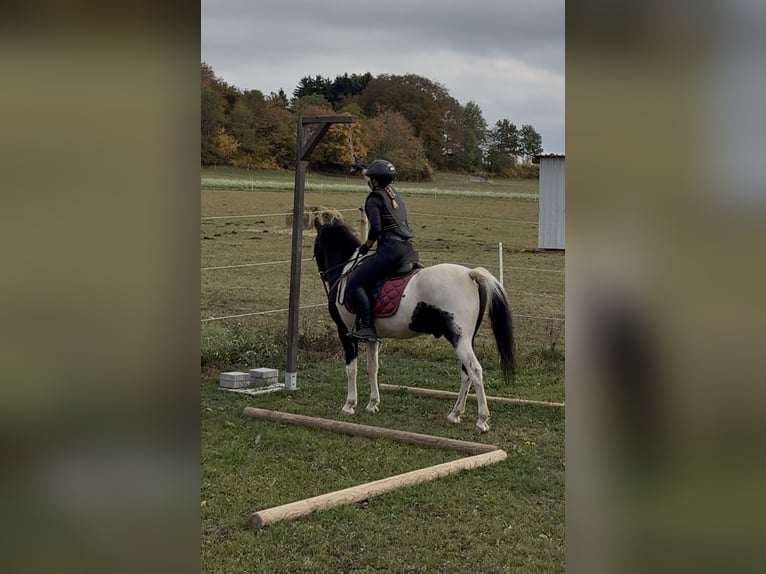Lewitzer Mix Ruin 3 Jaar 136 cm Gevlekt-paard in Westerheim