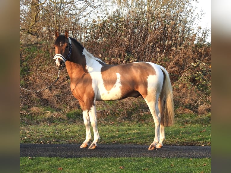 Lewitzer Ruin 3 Jaar 138 cm Gevlekt-paard in Verl