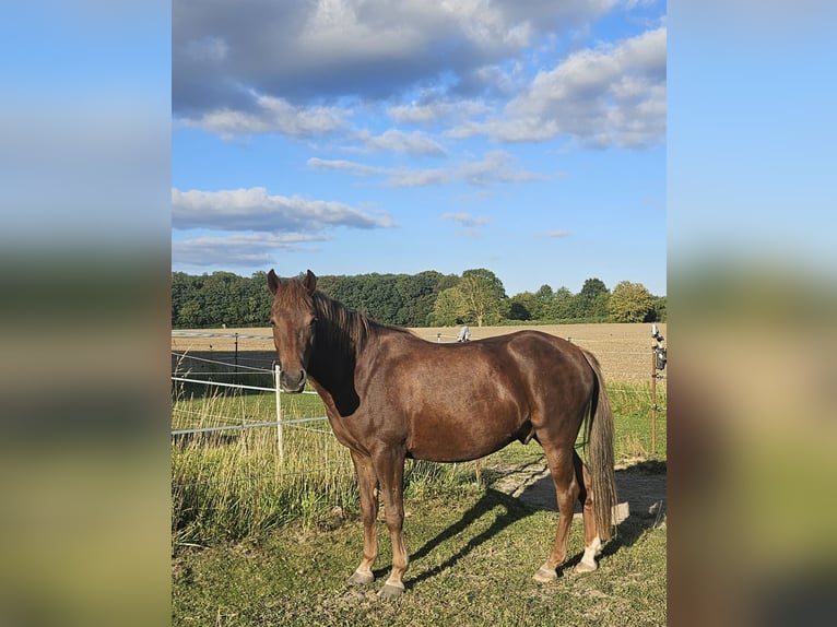 Lewitzer Ruin 3 Jaar 142 cm Donkere-vos in Schretstaken