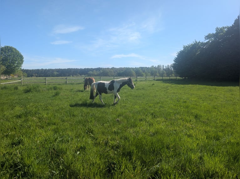 Lewitzer Mix Ruin 3 Jaar 142 cm Gevlekt-paard in Jesteburg