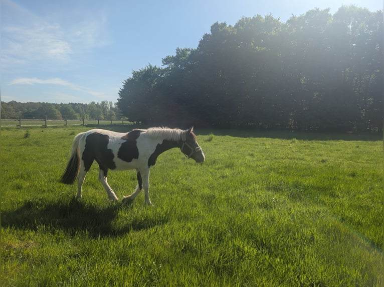 Lewitzer Mix Ruin 3 Jaar 142 cm Gevlekt-paard in Jesteburg